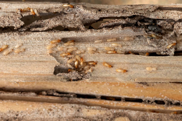 Spider Control Near Me in Lake Ozark, MO